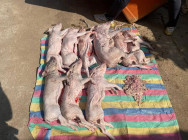 មន្ត្រីពេទ្យសត្វ ខេត្តបន្ទាយមានជ័យ ចុះបង្ក្រាបទីតាំង ស្តុកនិងរក្សាទុក សត្វជ្រូកនាំចូលពីថៃ ក្បែរមាត់អូរព្រំដែន ចំណុចភូមិបន្ទាយថ្មី ឃុំអូរបីជាន់