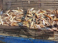 កម្លាំងសមត្ថកិច្ចចម្រុះ ចាប់អ្នកទិញត្រី ពីបទល្មើស ប្រើឧបករណ៍ឆក់ត្រជាក់ នៅឃុំឆ្នុកទ្រូ ស្រុកបរិបូរណ៌ ដើម្បីផ្ដន្ទាទោស តាមច្បាប់