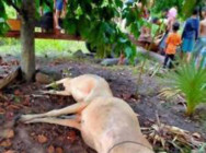 ភ្លៀងធ្លាក់មួយមេយ៉ាងខ្លាំង លាយឡំរន្ទះ បាញ់សម្លាប់សត្វគោ ៨ក្បាល នៅស្រុកប្រាសាទបល្ល័ង្ក