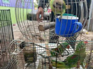 សមត្ថកិច្ច បង្ក្រាបបទល្មើសសត្វព្រៃ ១០ប្រភេទជាង ៣០ក្បាល នៅខេត្តកំពង់ស្ពឺ