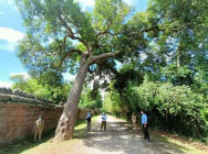 អាជ្ញាធរជាតិអប្សរា អំពាវនាវដល់ ភ្ញៀវទេសចរ ពេលទៅទស្សនា នៅតំបន់ រមណីយដ្ឋានអង្គរ ត្រូវប្រុងប្រយ័ត្នចំពោះខ្យល់កន្ត្រាក់ ដែលអាចបង្ក គ្រោះថ្នាក់ផ្សេងៗ