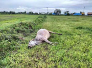 សូមប្រយ័ត្ន រន្ទះបាញ់ងាប់ សត្វគោចំនួន៥ក្បាល នៅស្រុកថ្មពួក