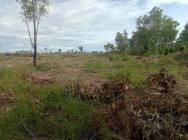 រដ្ឋបាលព្រៃឈើ កំពង់ត្រឡាច ឃាត់ខ្លួន ជនសង្ស័យ២នាក់ ពាក់ព័ន្ធករណី ឈូសឆាយ ដីចម្ការព្រៃ ដាំប្រភេទអាកាស្យា នៅតំបន់ ដំណាក់ស្វាយ