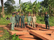 កម្លាំងនគបាលប្រឆាំងបទល្មើសសេដ្ឋកិច្ចក្រសួង សហការបង្ក្រាបបានឈើជាច្រើនមែត្រគូប