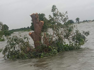 ជនជាតិវៀតណាម២នាក់ នៅខេត្តកំពង់ឆ្នាំង ត្រូវបានសមត្ថកិច្ចឃាត់ខ្លួន ខណៈដែល ពួកគេចូលទៅកាប់ដើម ឈើព្រៃលិចទឹក នៅក្នុងតំបន់អភិរក្ស យកមកធ្វើជា សម្រាស់ដាក់ចាប់ត្រី