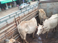 ជនសង្ស័យជា ចោរលួចគោ ចំនួនពីនាក់ ត្រូវបានសមត្ថកិច្ចនគបាល ផែនព្រហ្មទ័ណ្ឌកំរិតស្រាល ខេត្តពោធ៏សាត់ ឃាត់ខ្លួន