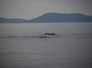 ក្រុមការងារខណ្ឌរដ្ឋបាលជលផលកំពត និងអង្គការអភិរក្សធនធានសមុទ្រកម្ពុជា (MCC) បានរកឃើញ ហ្វូងផ្សោតពណ៌ផ្កាឈូក (Pink Dolphin) ប្រមាណ១៥ ទៅ២០ក្បាល