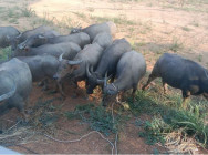 សមត្ថកិច្ច ចាប់សត្វក្របីជាច្រើក្បាល យកទៅរក្សាទុក ក្រោយពីម្ចាស់ លែងអោយដើរស៊ីស្រូវគេ យ៉ាងណាធិបតេយ្យ