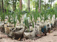 អាជ្ញាធរជាតិអប្សរា បណ្ដុះដើមត្នោត រាំង ស្ដៅ និងអំពិល ដាំតាមជើងទំនប់ និងបារាយណ៍