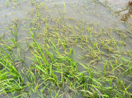 នៅខេត្តកំពង់ធំ មានក្រុង-ស្រុកចំនួន៧ បានរងផលប៉ះពាល់ ទឹកជំនន់ទឹកភ្លៀង ធ្វើឱ្យខូចខាតស្រូវជាច្រើនហិចតា