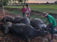 បន្ទាប់ពីរាំងស្ងួតដោយកូនរដូវប្រាំងជាង១ខែ បានភ្លៀង១មេ តែពុទ្ធោរន្ទះបាញក្របីរបស់កសិករជាអ្នកភូមិរពាក់ស្រុកព្រះនេត្រព្រះ ងាប់៦ក្បាល