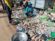 ត្រីធ្វើប្រហុក ចាប់ផ្ដើមត្រូវហើយ មន្ត្រីជលផលកំពង់ឆ្នាំង សូមអំពាវនាវប្រជាពលរដ្ឋ អញ្ជើញមកទិញត្រីធ្វើប្រហុក.ផ្អក ឲ្យទាន់ពេលវេលា