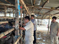 បន្ទាយមានជ័យ ពេទ្យសត្វ ចុះត្រួកពិនិត្យសត្វ និងផ្សព្វផ្សាយដល់ សមត្ថកិច្ចជាប់ព្រំដែន ជួយទប់ស្កាត់ ការលួចនាំចូលសត្វដោយខុសច្បាប់ ពីថៃ