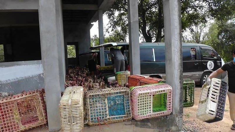 សម​ត្ថ​កិច្ច​ ខេ​ត្តកំព​ង់ធំ ​បង្រ្កា​ប​បាន​ ​រ​ថ​យ​ន្តដឹ​ក​មាន់​ ​និ​ងជ្រូ​ក​ចេ​ញពី ប្រ​ទេ​សថៃ​ អ​ត់​ច្បា​ប់ពី​រ​គ្រឿ​ង