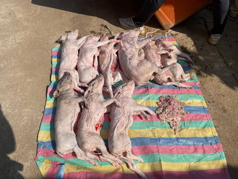 មន្ត្រី​ពេទ្យ​ស​ត្វ​ ​ខេ​​​​ត្ត​​​​​​​ប​​​​​​ន្ទា​​​​​​​​​​​យ​​​​​​មា​​​​ន​​​​​ជ័​​​យ​ ចុះ​ប​ង្ក្រា​ប​ទី​តាំ​ង​ ​ស្តុក​​និ​ង​រក្សា​ទុ​ក​ ស​ត្វ​ជ្រូ​ក​នាំ​ចូ​ល​ពី​ថៃ​ ​ក្បែ​រ​មា​ត់អូរ​ព្រំ​ដែ​ន ​ចំ​ណុ​​ច​​​​​ភូ​​​មិ​​​ប​​ន្ទា​​​យ​​​ថ្មី​ ​​​​​ឃុំ​​​អូ​​​រ​​​បី​​​ជា​ន់​​