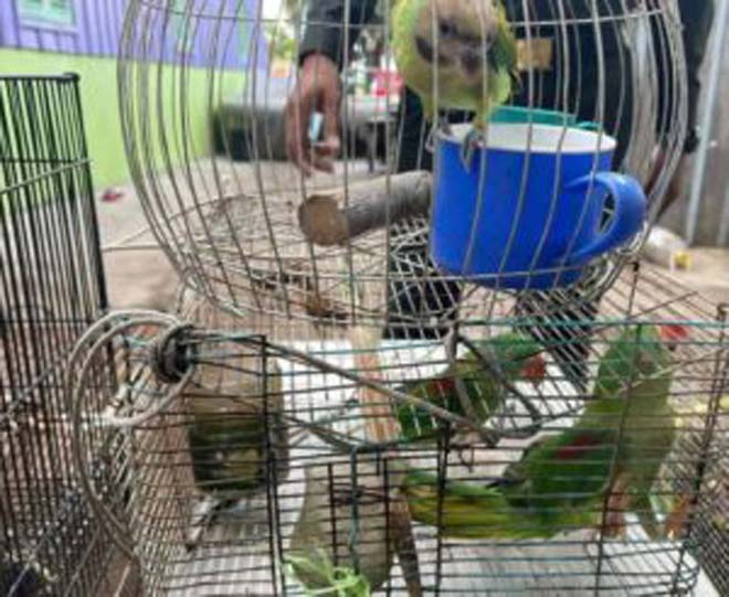 សមត្ថកិច្ច បង្ក្រាប​បទល្មើស​សត្វព្រៃ ១០​ប្រភេទ​ជាង ៣០​ក្បាល នៅ​ខេត្តកំពង់ស្ពឺ​