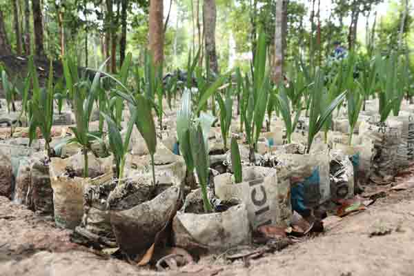 អាជ្ញាធ​រ​​​ជា​តិ​​​អ​ប្ស​រា ​​​ប​ណ្ដុះ​​​ដើម​​ត្នោត​ ​​រាំ​ង​ ​ស្ដៅ​ ​និ​ង​​​​អំ​ពិ​ល​ ​ដាំ​​​តា​ម​​ជើង​​​ទំ​ន​ប់​​ ​និ​ង​​​បា​រា​យ​ណ៍​​