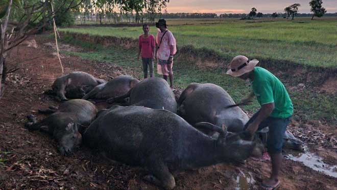 បន្ទាប់ពីរាំងស្ងួតដោយកូនរដូវប្រាំងជាង១ខែ បានភ្លៀង១មេ តែពុទ្ធោរន្ទះបាញក្របីរបស់កសិករជាអ្នកភូមិរពាក់ស្រុកព្រះនេត្រព្រះ ងាប់៦ក្បាល