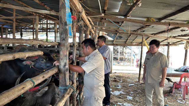 បន្ទាយមានជ័យ ពេ​ទ្យ​ស​ត្វ​​​ ​ចុះ​ត្រួ​​ក​ពិ​និ​ត្យ​ស​ត្វ​ ​និ​ង​ផ្ស​ព្វ​ផ្សា​យ​ដល់ ស​​ម​ត្ថ​កិ​ច្ច​ជា​ប់​ព្រំ​ដែ​ន ជួ​​យ​ទ​ប់​ស្កាត់ កា​រលួ​ច​​នាំ​ចូ​ល​ស​​ត្វ​ដោ​យ​ខុ​ស​ច្បា​ប់​ ​ពី​​ថៃ​
